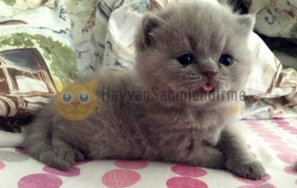 Ankara ücretsiz kedi sahiplendirme
