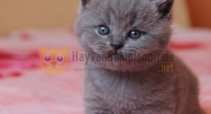 Gaziantep ücretsiz kedi sahiplendirme